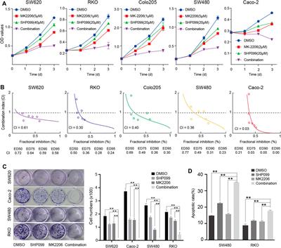 Therapeutic Suppression of FAK-AKT Signaling Overcomes Resistance to SHP2 Inhibition in Colorectal Carcinoma